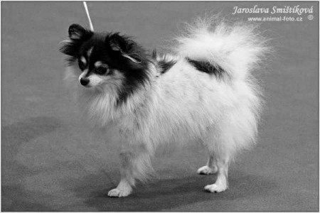 Celine Moravia Devil